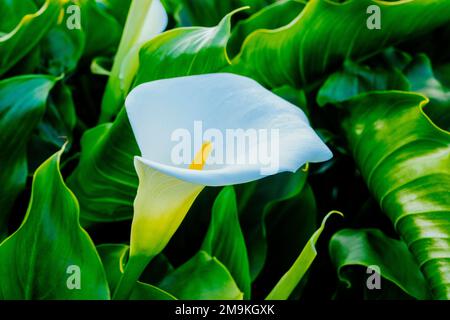 Gros plan du nénuphar (Zantedeschia) Banque D'Images