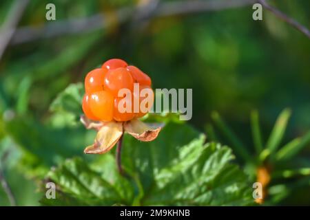 Mûre baie. Baie de CLOUDBERRY, illuminée par le soleil, sur fond de verdure. Banque D'Images