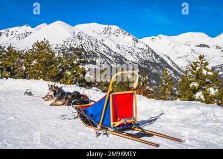 Groupe de Huskey en traîneau à chiens, en attente d'une promenade, montagnes enneigées et forêt en arrière-plan. Vacances d'hiver au ski, Andorre, Pyrénées Banque D'Images