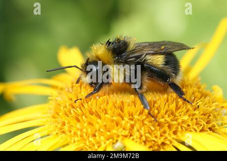 Gros plan coloré sur un Bumblebee de Cuckoo de Bohême, Bombus bohemicus, assis sur une fleur jaune Banque D'Images