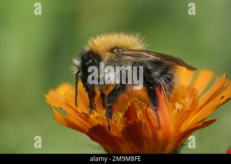 Gros plan naturel sur un bumblebee brun de Carder, Bombus pascuorum, sur une fleur orange de Callendula officinalis Banque D'Images