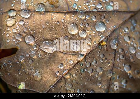 Gros plan des gouttes de pluie sur les feuilles mortes tombées avec des veines en automne Banque D'Images