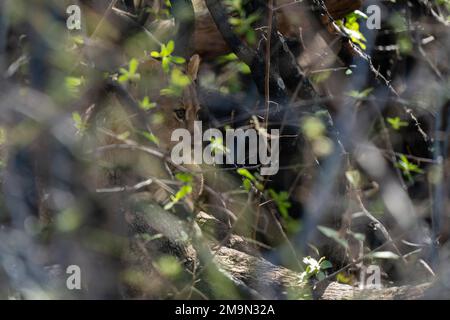 Un lion cub (Panthera leo) se cachant dans la brousse, concession Khwai, delta d'Okavango, Botswana. Banque D'Images