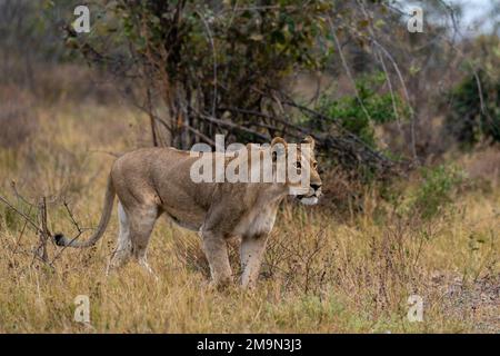 Lioness (Panthera leo) marche, Savuti, Parc national de Chobe, Botswana. Banque D'Images
