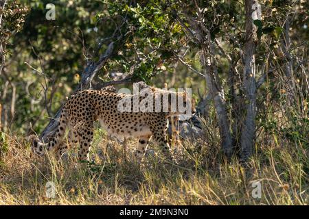 Cheetah (Acinonyx jubatus) marche à pied, Savuti, parc national de Chobe, Botswana. Banque D'Images