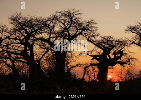 Baobab (Adansonia sp) dans la savane au coucher du soleil, Savuti, parc national de Chobe, Botswana. Banque D'Images