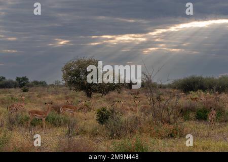 Un groupe d'impalas (Aepyceros melampus) regardant un lion mâle (Panthera leo) marchant dans le Bush, Savuti, parc national de Chobe, Botswana. Banque D'Images