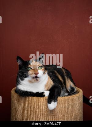 chat calico grumpy reposant sur le canon en train de gratter le visage en colère sur fond rouge avec l'espace de copie Banque D'Images