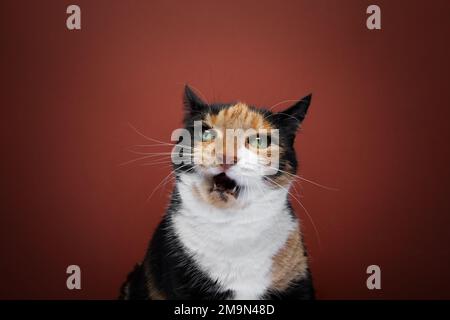 calico en colère chat avec bouche ouverte mewing regardant l'appareil photo sur fond rouge avec l'espace de copie. Un chat affamé en surpoids veut de la nourriture. Banque D'Images