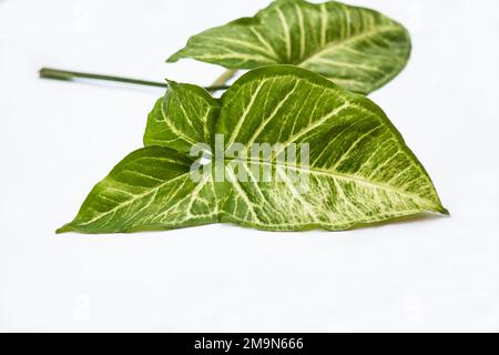 La plante de la tête de flèche (Syngonium podophylum) sur fond blanc Banque D'Images