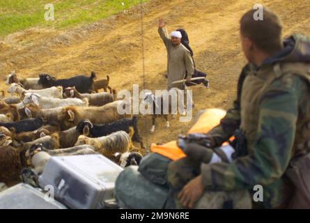 Une famille iraquienne se déchaînera en sillant son troupeau de chèvres devant un véhicule de commandement amphibien d'assaut du corps des Marines des États-Unis (USMC) (AAV7A1) du 1st Bataillon, 7th Marines (1/7), Charlie Company, Twentynine Palms, Californie (CA), À Az Zubayr pendant l'opération LIBERTÉ IRAQUIENNE. Objet opération/série : LIBERTÉ IRAQUIENNE base : AZ Zubayr pays : Irak (IRQ) Banque D'Images