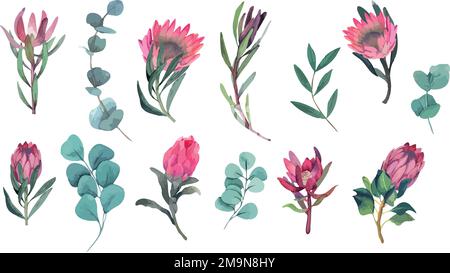 Ensemble d'aquarelles vectorielles de fleurs de protea magenta et de branches d'eucalyptus Illustration de Vecteur