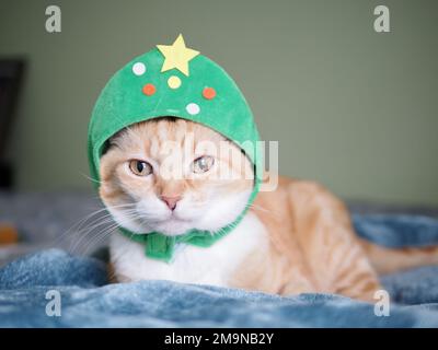 Mika le tabby orange comme un arbre de Noël Banque D'Images
