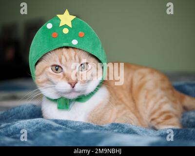 Mika le tabby orange comme un arbre de Noël Banque D'Images