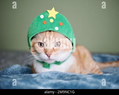 Mika le tabby orange comme un arbre de Noël Banque D'Images