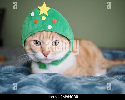 Mika le tabby orange comme un arbre de Noël Banque D'Images