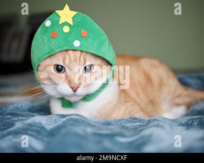 Mika le tabby orange comme un arbre de Noël Banque D'Images