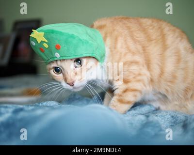 Mika le tabby orange comme un arbre de Noël Banque D'Images
