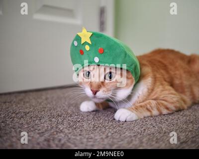 Mika le tabby orange comme un arbre de Noël Banque D'Images