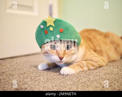 Mika le tabby orange comme un arbre de Noël Banque D'Images