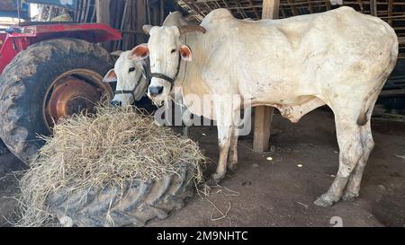 Le boeuf blanc avec des cornes debout dans une ferme et manger de l'herbe Banque D'Images