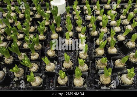 Plantules de jacinthe dans la serre. Fleurs pour la plantation. En attente du printemps. culture biologique de plantes. Banque D'Images