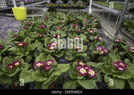 primula vulgaris violet primrose. Fleur de premrose vivace dans la serre de premrose printanière. Fleurs et feuilles violettes colorées, primula polyanthus. Banque D'Images