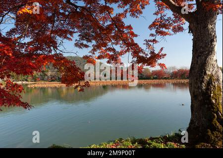 Feuilles d'automne à l'étang Osawa-no-Ike, temple Daikakuji, Kyoto, Japon. Banque D'Images