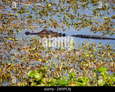 Gros plan d'un alligator de Floride juvénile qui nage dans son habitat naturel d'eau et de graminées, comté d'Alachua, Floride, États-Unis. Banque D'Images