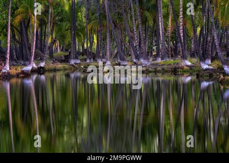 Palmiers et réflexion. Anciens étangs de poissons hawaïens - Kalahuipuaa. Hawaï la Grande île Banque D'Images