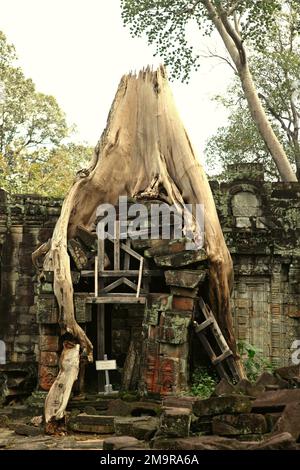 Les restes d'un arbre géant avec ses racines poussent profondément dans le mur du temple de Preah Khan à Siem Reap, Cambodge. Banque D'Images