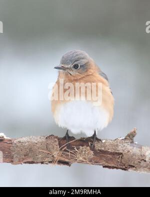 Le Bluebird de l'est Sialia sialis perçant par une journée enneigée en hiver Banque D'Images