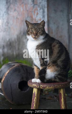 Chat mignon au village de chats de Houtong, Taïwan. Le village est le long de la ligne de train Pingxi, partant du quartier de Ruifang Banque D'Images