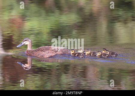 Canard noir du Pacifique australien avec conduits Banque D'Images