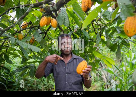 Un fermier africain pointe vers un cacao mûr fraîchement cueilli de sa plantation Banque D'Images