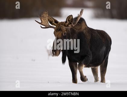 Big Bull Moose, avec des fourreaux qui traversent la prairie enneigée du parc national de Yellowstone, fait des pauses et regarde autour. Banque D'Images