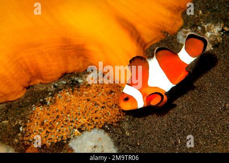 Le corégone d'Anemonefish Amphiprion ocellaris portant des oeufs pondus à la base de l'hôte magnifique Anemone, Heterotis magifica. Tulamben, Bali, Indonésie. Banque D'Images