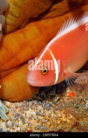 Poisson-clowfish à mouffettes roses, Amphiprion perideraion, également connu sous le nom de poisson-saumon rose. Tendant aux œufs. Tulamben, Bali, Indonésie. Mer de Bali, Océan Indien Banque D'Images