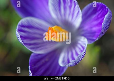 Crocus - gros plan - rayures violettes et blanches avec centre orange. B. C. Canada. Banque D'Images