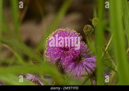 Vue de l'œil de ver de plante de mimosa rose avec pointes de pollen jaune vif Banque D'Images