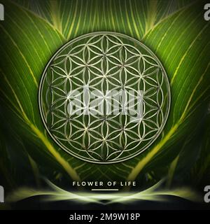 Fleur de vie sur fond vert de feuille de cana Banque D'Images