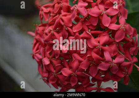 Un portrait en gros plan d'une fleur d'aiguille rouge, communément appelée fleur d'Asoka, est photographié avec un fond de bokeh. Banque D'Images