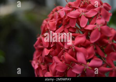 Un portrait en gros plan d'une fleur d'aiguille rouge, communément appelée fleur d'Asoka, est photographié avec un fond de bokeh. Banque D'Images