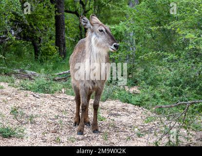 Une femelle Waterbuck (Kobus ellipsiprymnus) dans la brousse. Parc national Kruger, Afrique du Sud. Banque D'Images