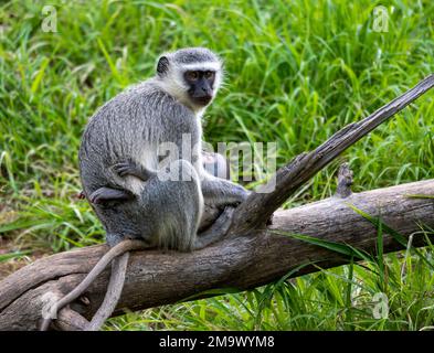 Une femelle de Vervet Monkey (Chlorocebus pygerythrus) qui allaite son bébé. Parc national Kruger, Afrique du Sud. Banque D'Images