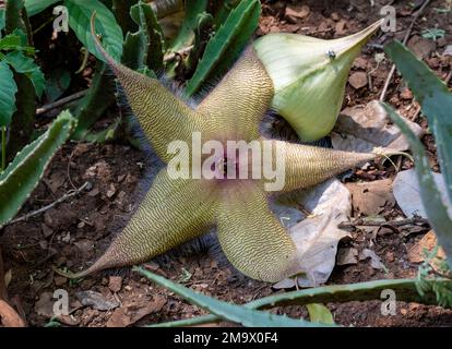 Fleur d'un Cactus de Starfish (Stapelia gigantea), originaire d'Afrique du Sud. Parc national Kruger, Afrique du Sud. Banque D'Images