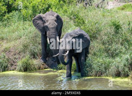 Deux éléphants d'Afrique (Loxodonta africana) buvant dans un trou d'eau. Parc national Kruger, Afrique du Sud. Banque D'Images