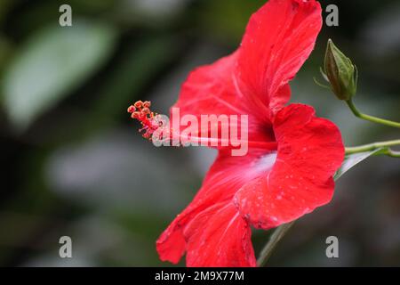 Gros plan d'une fleur d'hibiscus rouge Banque D'Images