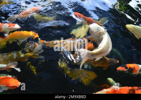 poissons koï de différentes couleurs, nageant au-dessus de la surface de l'étang. Banque D'Images