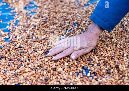 Les agriculteurs trient les grains de café frais et pourris avant des sécher. processus traditionnel de préparation du café. La production de café, le soleil naturel du processus de miel Banque D'Images